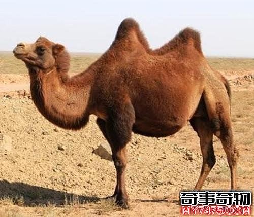 生活在撒哈拉沙漠的十种动物 它可以连续几天不吃不喝