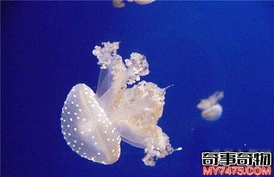 世界十大最美水母 盘点世界最美的海洋精灵