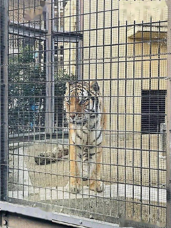 去动物园时，对着老虎试了试猫语翻译器，它说：一边凉快去！ - 1