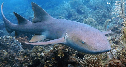 性情温顺不咬人的护士鲨，已灭绝的十大鲨鱼