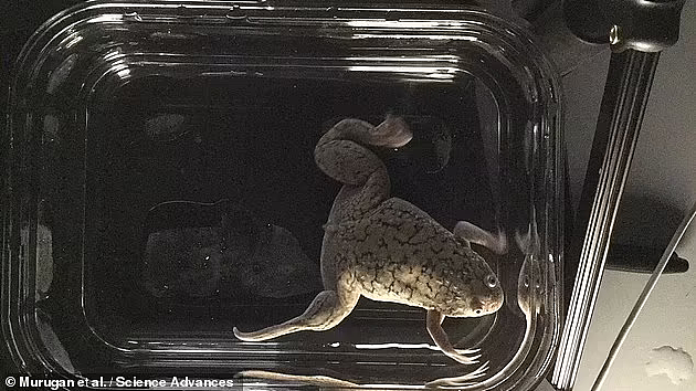 目前，科学家使用一种鸡尾酒药物疗法能够再生青蛙腿部，该计划有望下一步在哺乳动物身体上进行测试。图中是一只非洲爪蛙正在重生右腿。该技术标志着实现人类肢体再生目标的一个重大里程碑。