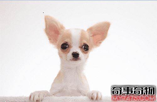 世界上最小的狗 身虽小却警惕性高意志力强