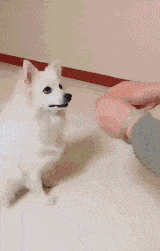 搞笑GIF趣图: 小狗子，白又白，蹦蹦跳跳真可爱！ - 4