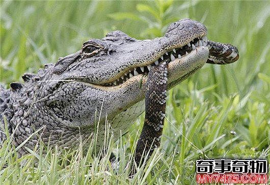 世界上最凶残的鳄鱼 湾鳄曾吞食千名日军