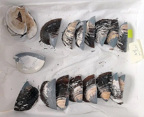 　这些北极圆蛤壳，会成为我们推测古代气候情况的参考 | Hannes Grobe/AWI / Wikimedia Commons
