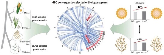 今日《科学》：提高玉米和水稻产量，中国科研团队找到关键基因 - 3