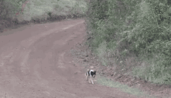 搞笑GIF趣图：狗狗不慎走进塞车场地，来不及刹车，就在这时… - 2