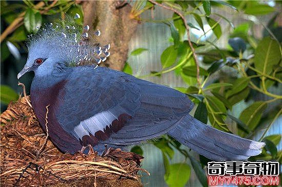 世界上最大的鸽 鸽中孔雀 维多利亚凤冠鸠体长超70cm