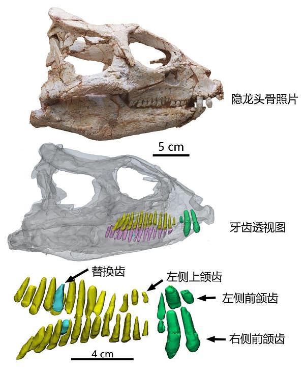早期角龙类当氏隐龙的头骨、牙齿透视和上颌齿重建图。（受访者供图）