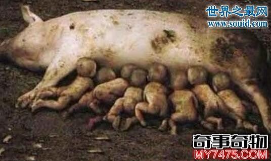 恐怖的基因变异猪 一只母猪竟生下8个婴儿