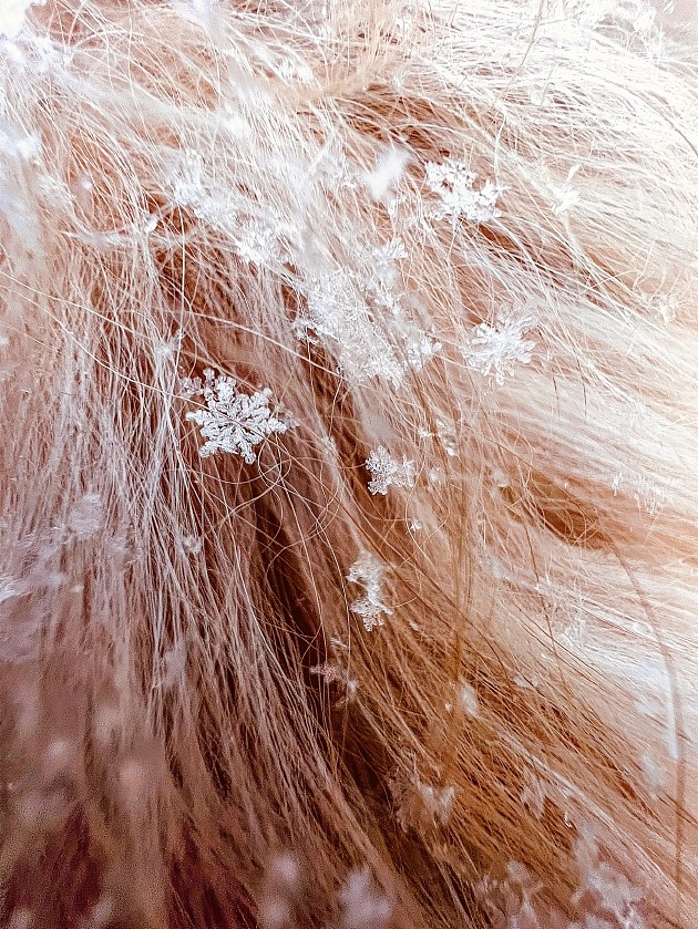 《Honeycomb》（雪花），由 Tom Reeves 拍摄 美国，纽约市