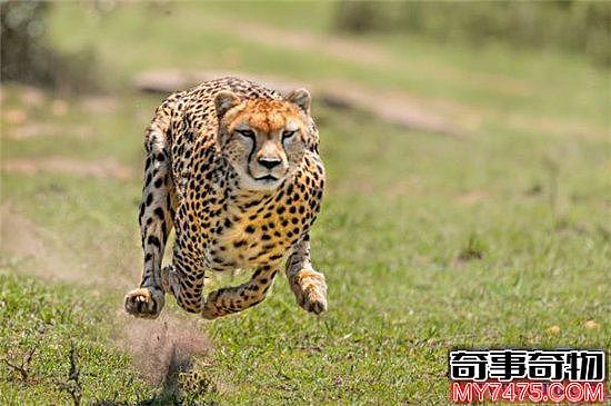 世界上跑的最快的动物排行榜出炉 草原霸王竟然仅排第九位