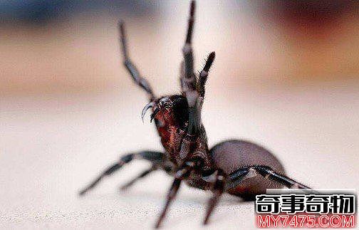 世界上最恐怖最毒蜘蛛 毒液毒死8人