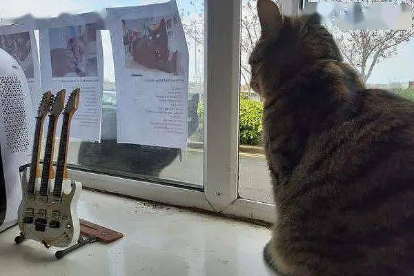 猫每天在窗口都会吸引邻居注意，于是网友做了猫的自我介绍后！ - 2