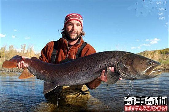 世界上最大的淡水鱼 湄公河有三百公斤的鲶鱼