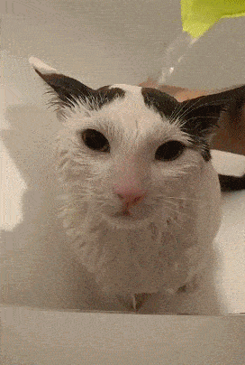 网友分享给自家猫洗澡，全过程乖得不像猫，让人酸了！ - 3