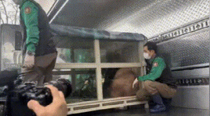 熊猫福宝韩国饲养员装哭惹群嘲，两个摄像师跟拍特写，比韩剧还假 - 10