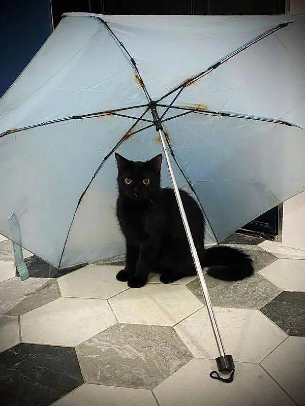 之前晾雨伞，猫就超爱在伞下，但这次，那不是雨伞啊喂！ - 1