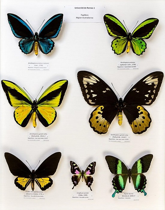 　各种美丽的蝴蝶（凤蝶）来源丨维基百科