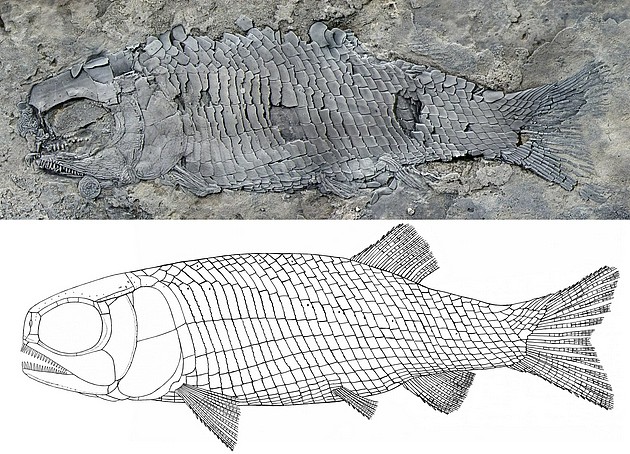 图1。 亚洲肋鳞裂齿鱼正型标本和复原图（徐光辉 供图）