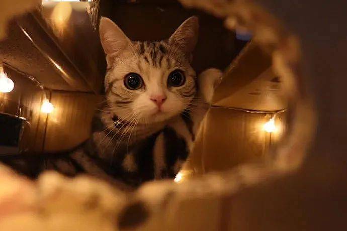 用纸箱给猫做了个窝，然后在里面加上小灯泡后，瞬间高档起来！ - 1
