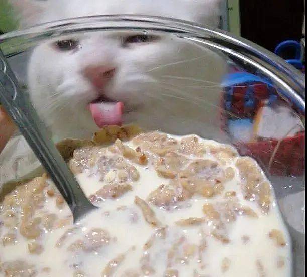 主人用玻璃碗吃东西，猫咪馋到舔碗：咦，怎么没吃到？ - 1