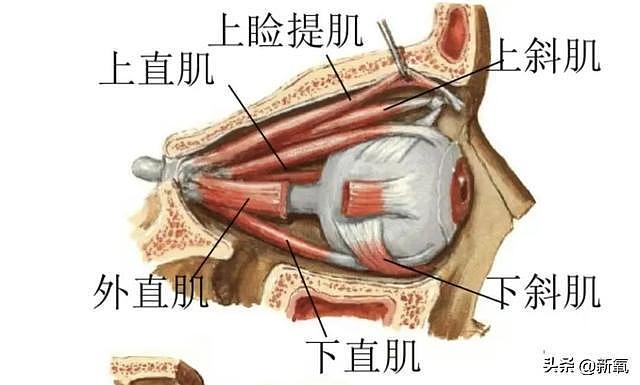 被49岁催泪天后棒球帽白背心硬控20秒，有种没生过孩子的美 - 12