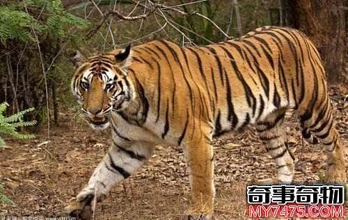 关于老虎的十大事实 它的独居性是很强的