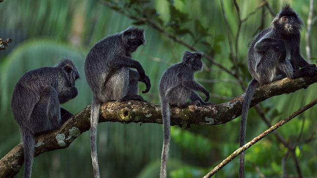 婆罗洲发现神秘“杂交猴子”，能够哺育后代 - 3