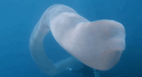 十几米长的巨型怪虫吓坏潜水员，一张大嘴堪称海洋版“沙虫” - 5