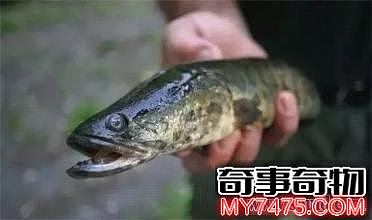 美国蛇头鱼有多可怕（蛇头鱼在中国为什么不泛滥）