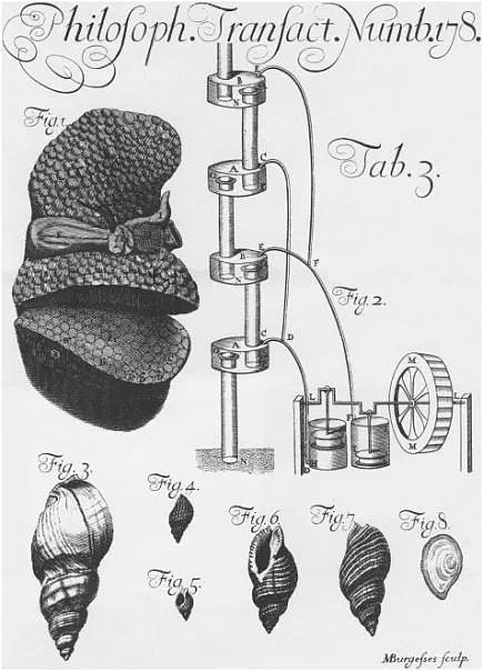 科尔写给牛津信件的配图。其中右下方的图6与图7被认定为犬峨螺（Nucella lapillus），与红口岩螺、染料骨螺同为骨螺科（Muricidae）物种，生活在欧洲与大西洋东北岸 | 参考文献5