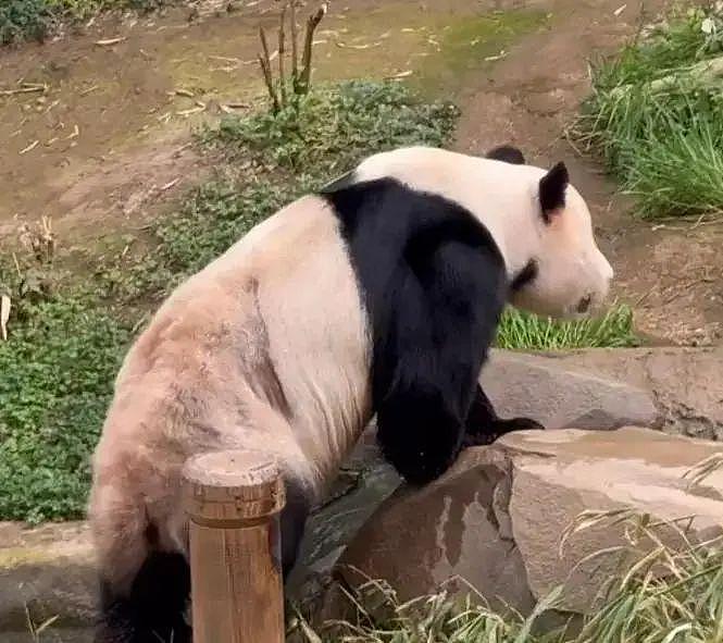 熊猫福宝韩国饲养员装哭惹群嘲，两个摄像师跟拍特写，比韩剧还假 - 15