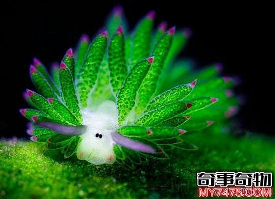 海蛞蝓就是海兔 长着兔耳朵会变色的危险生物