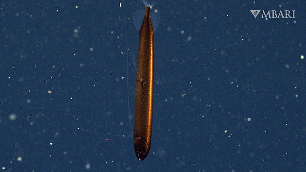 美国海洋深处发现青铜色鳞片的神秘“龙鱼” - 2