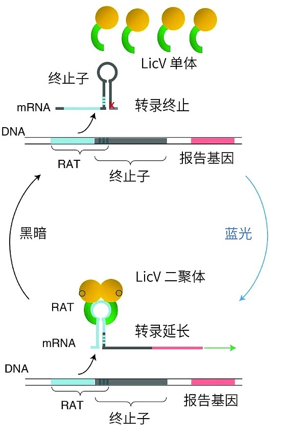 华东理工大学团队开发出光控的RNA开关，有望真正实现精准医疗 - 1