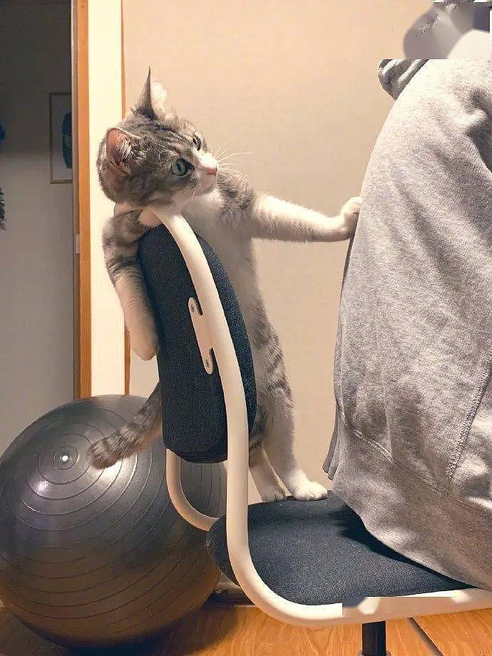 猫为了把主人从椅子上赶走，它的表情好狰狞，好凶！ - 1