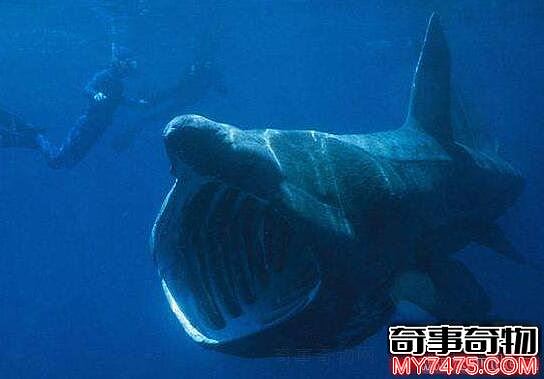 史前巨齿鲨生死谜团 巨齿鲨复活将鲸鱼咬断