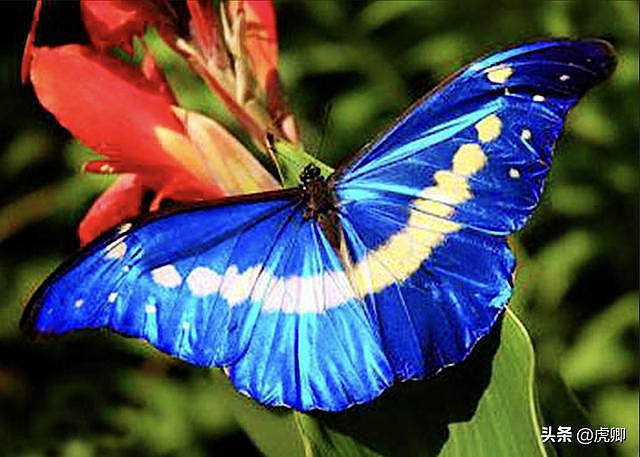 世界上第一漂亮的蝴蝶（世界8大名贵蝴蝶第1是中国特有种）