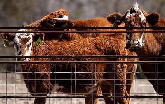 养牛业导致森林砍伐是甲烷排放的主要来源。图片来源：Bill Clark/CQ-Roll Call， Inc via Getty
