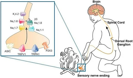 图一：人体的感觉传导-Pain-Causing Venom Peptides： Insights into Sensory Neuron Pharmacology