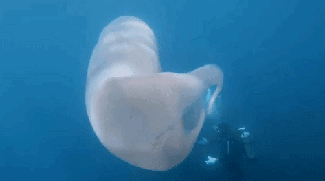 十几米长的巨型怪虫吓坏潜水员，一张大嘴堪称海洋版“沙虫” - 19