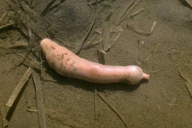 　　最大的螠虫物种体长超过两米！它们长着香肠形状的身体，前端有一个可伸展的吻(或者舌头)，通过身体收缩进行移动。