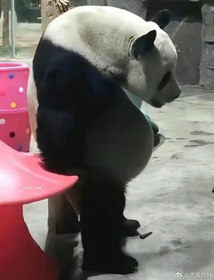 事实证明吃素真的不减肥，熊猫吃竹子都吃出将军肚了哈哈哈哈哈 - 1