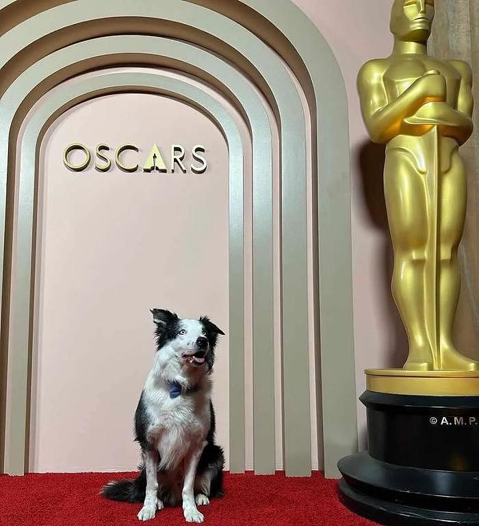 2024年奥斯卡奇葩看点多：宠物狗台下鼓掌，颁奖明星全裸上阵 - 3