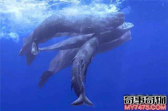 抹香鲸vs大王乌贼谁厉害 能从抹香鲸肚子里找到它