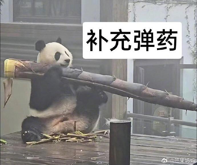 发出今天的第一声爆笑，住在竹海里的大熊猫吃的竹笋跟个大炮似的 - 5