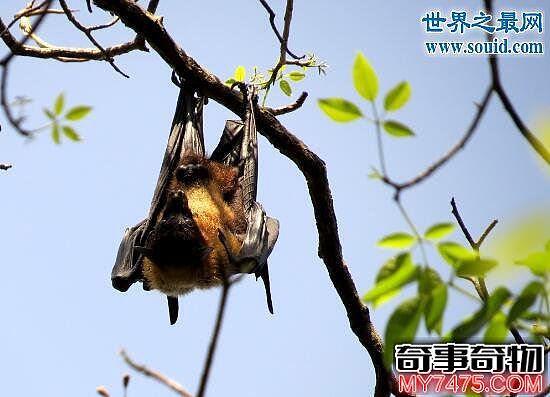 果蝠 一种美味蝙蝠 却携带致命病毒