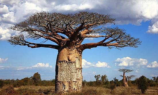 最古老生物盘点：巨大猴面包树可作监狱