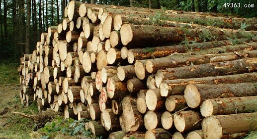 古夷苏木为什么那么贵，世界上最贵的十种木材